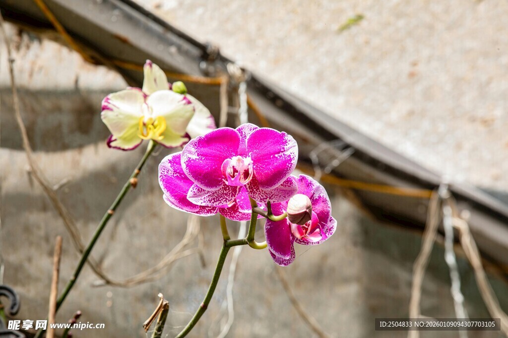 娇艳蝴蝶兰绽放