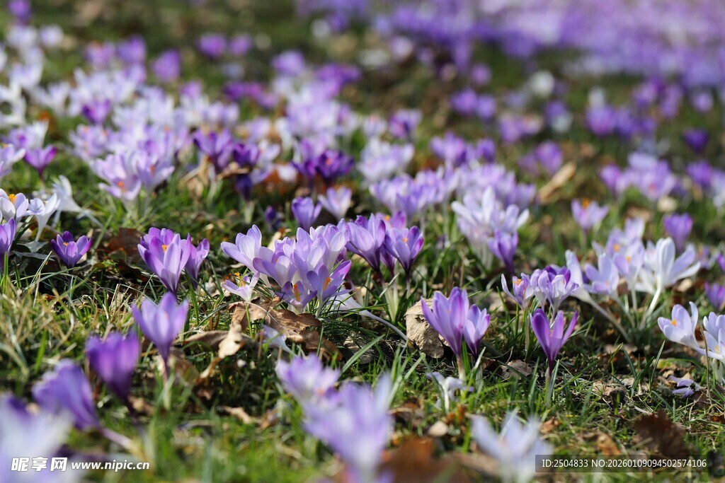 紫色番红花绽放的美丽景象