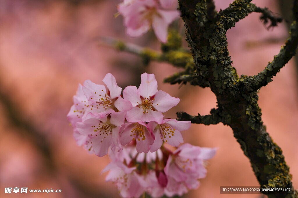 枝头绽放的粉嫩樱花