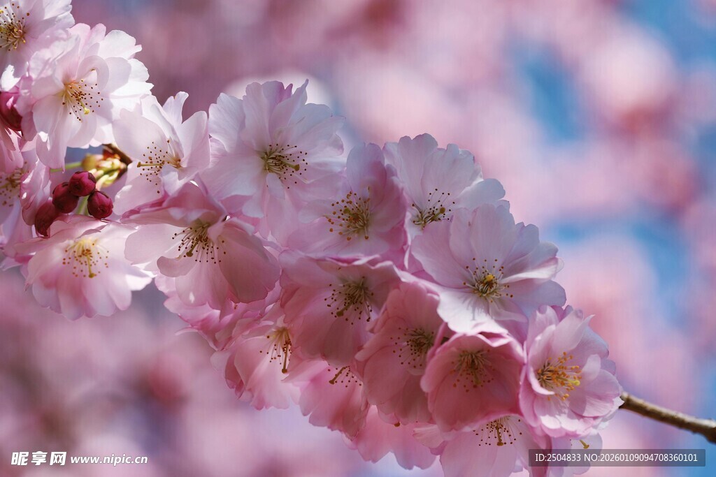 枝头粉樱与蜜蜂