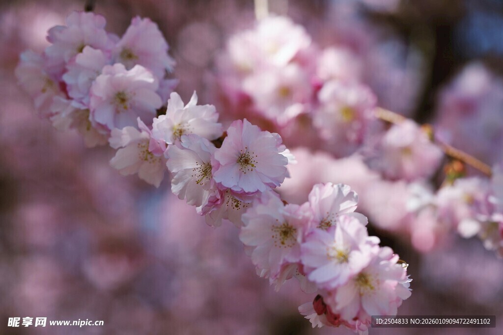 烂漫樱花绽放