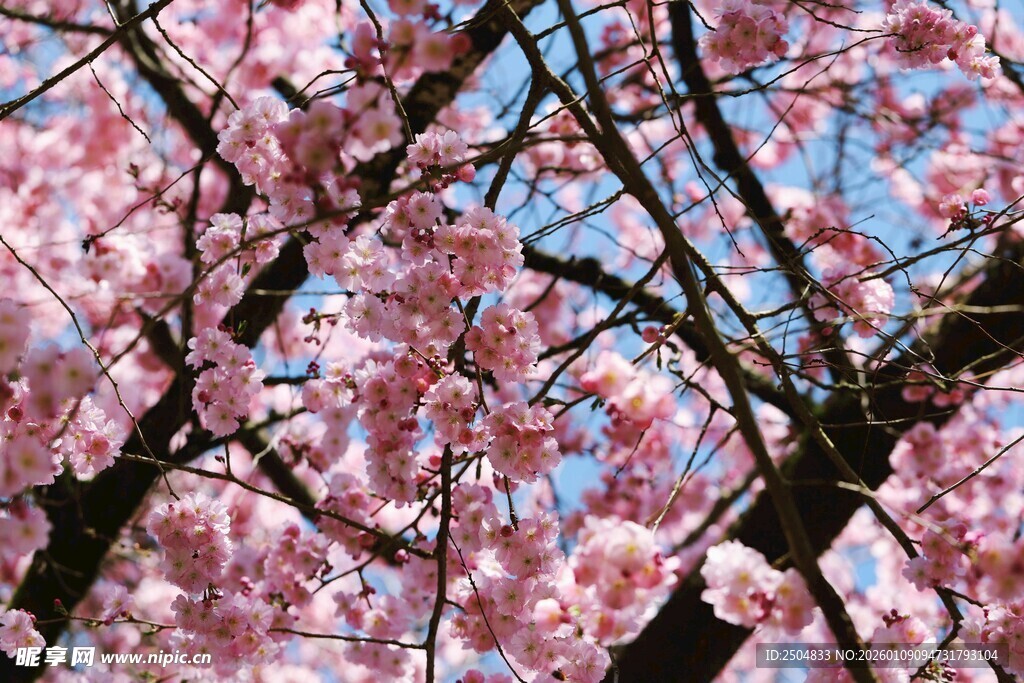 烂漫樱花枝头绽放