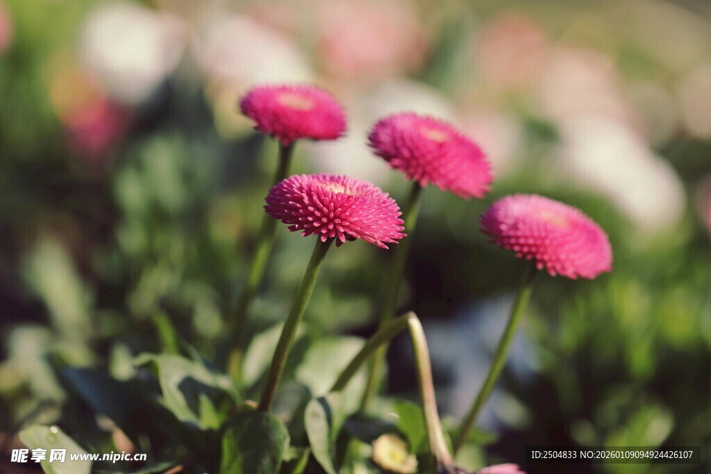 娇艳粉色花朵绽放于绿叶间