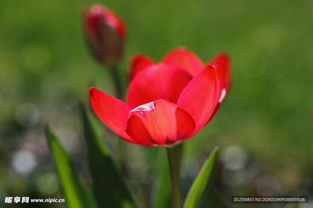 娇艳绽放的红色郁金香