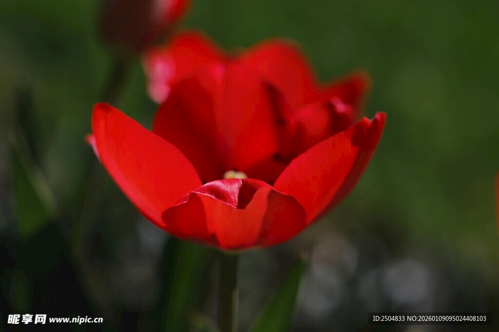 娇艳红郁金香特写