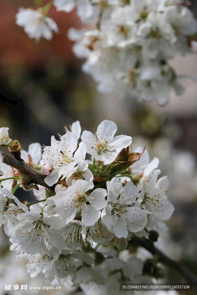 洁白樱花绽放枝头