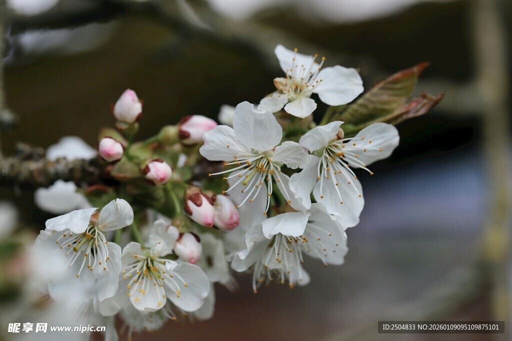 枝头绽放的洁白樱花