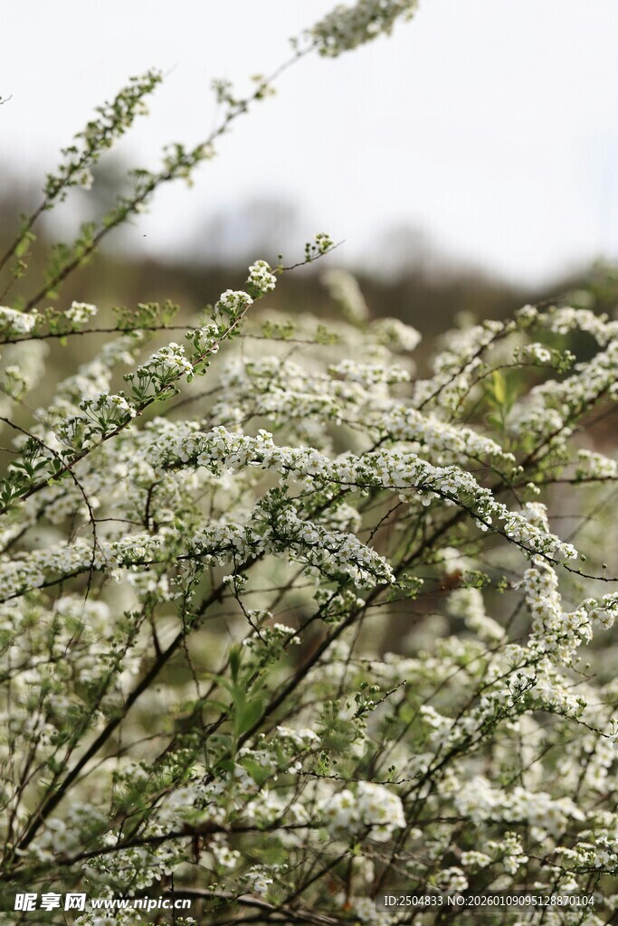 白色繁茂小花植物特写