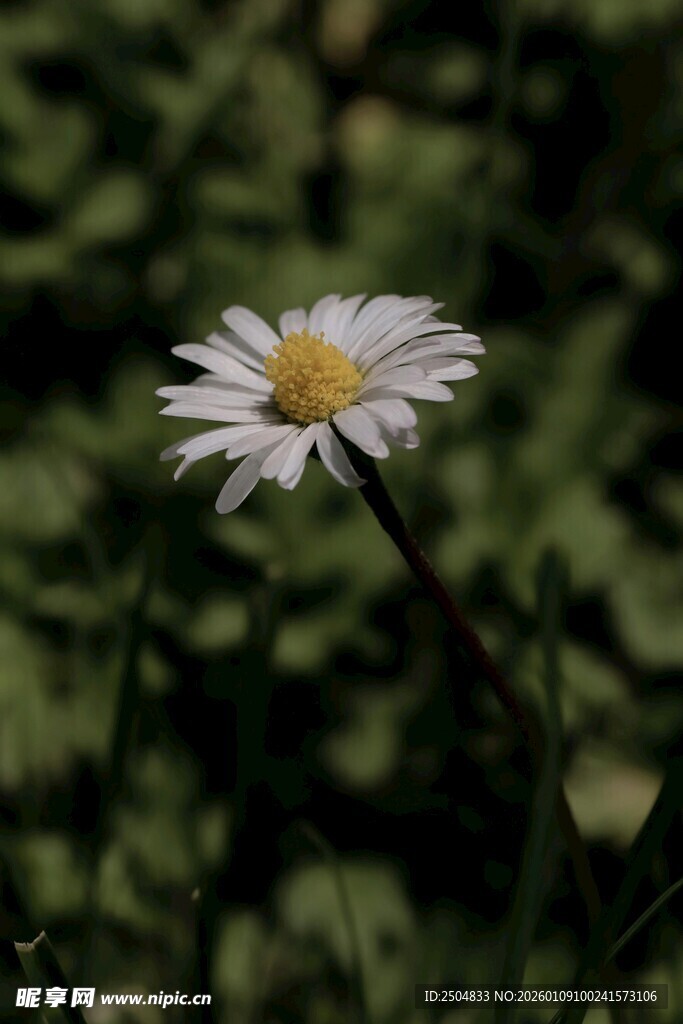 单株雏菊绽放于绿意间