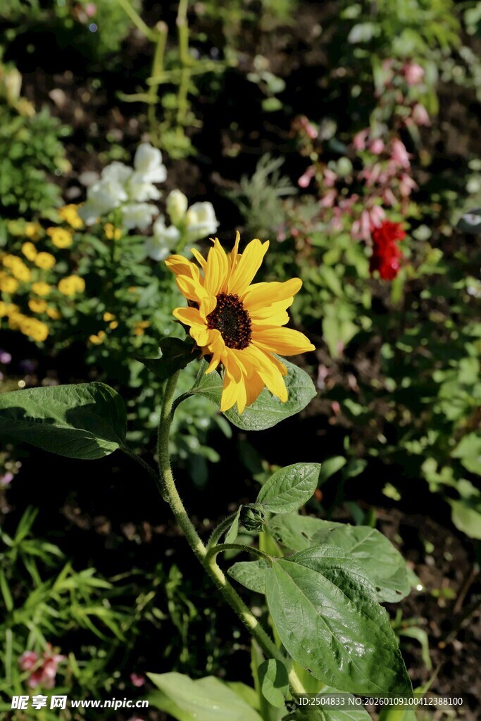 花园中的美丽向日葵