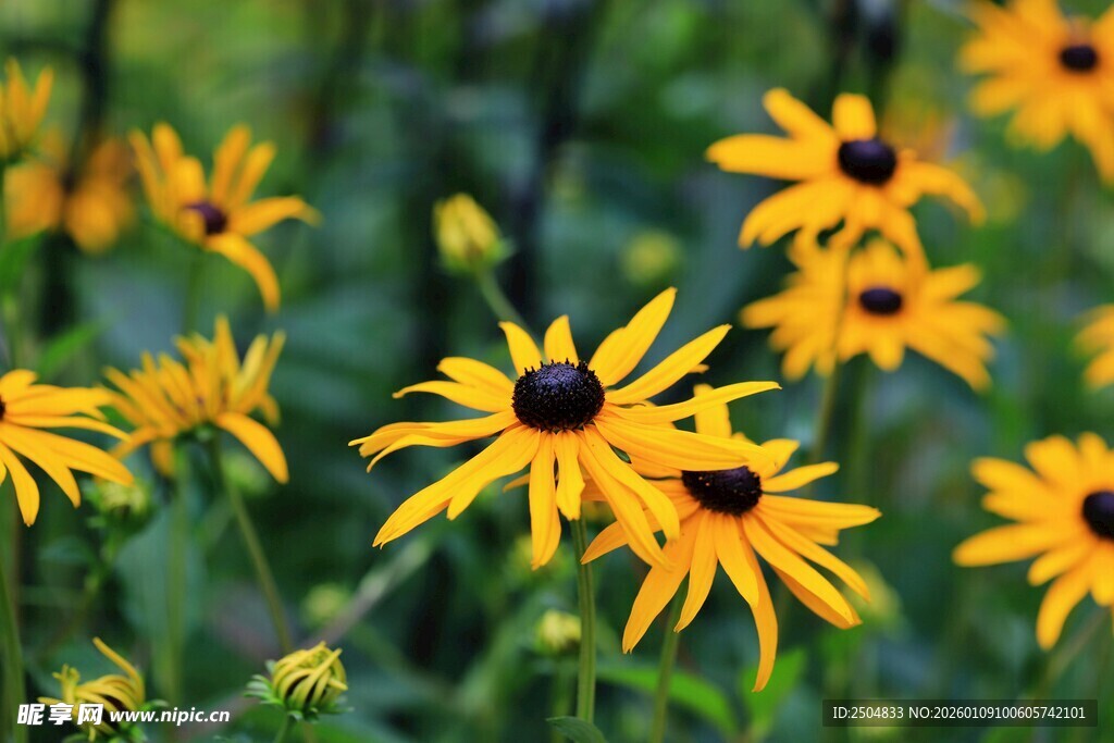 金黄黑心菊绽放于绿野