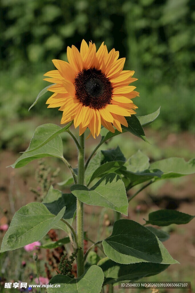 阳光下的灿烂向日葵