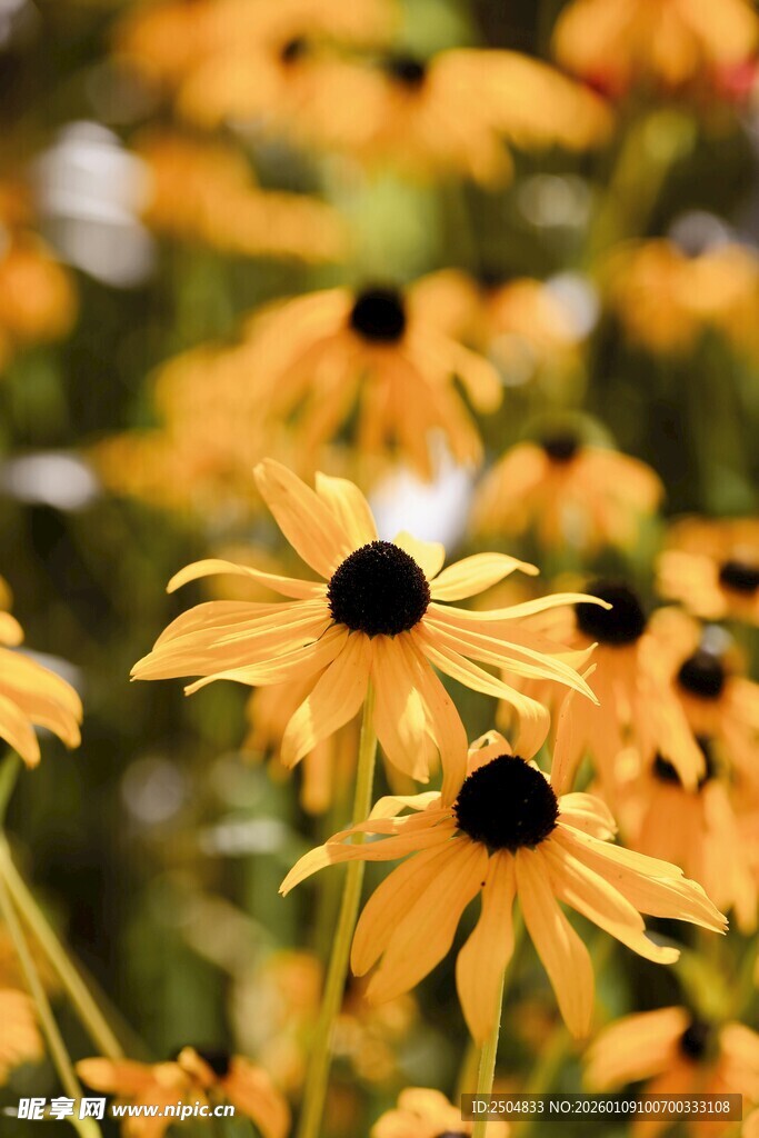 金黄黑心菊绽放的美丽