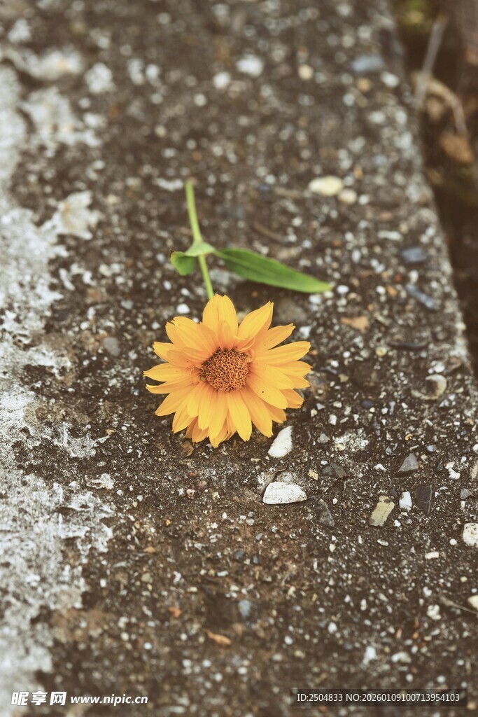 石缝中绽放的黄色小花