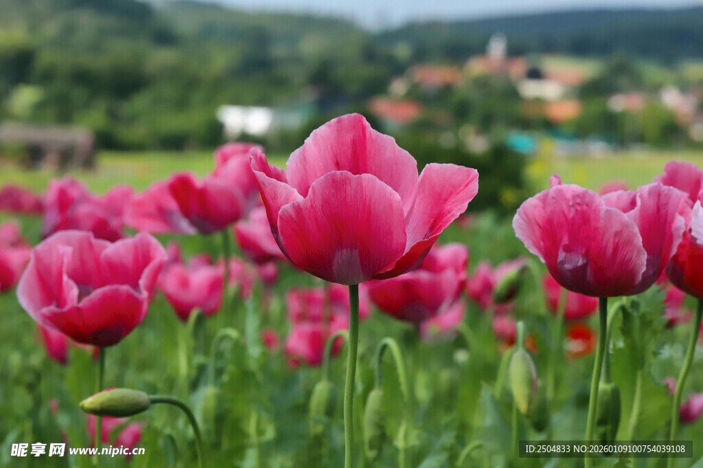娇艳欲滴的粉色郁金香花海