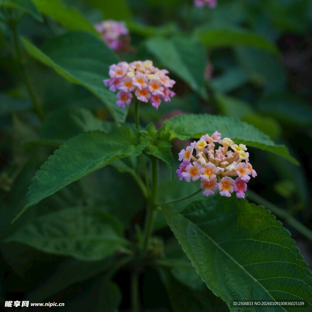 多彩马缨丹绽放绿叶间