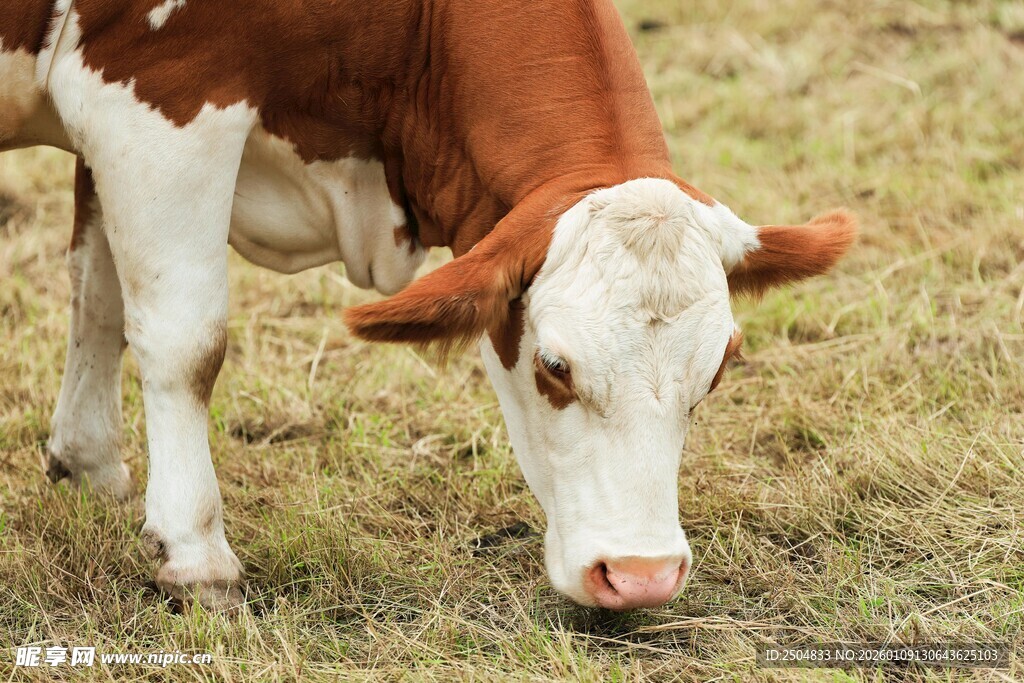 吃草的棕白花色奶牛