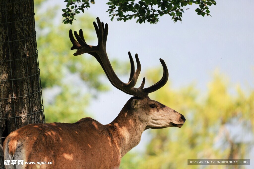 树下雄鹿 尽显野性之美