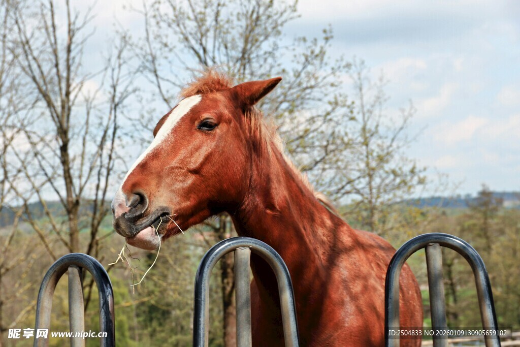 马头探出围栏眺望风景