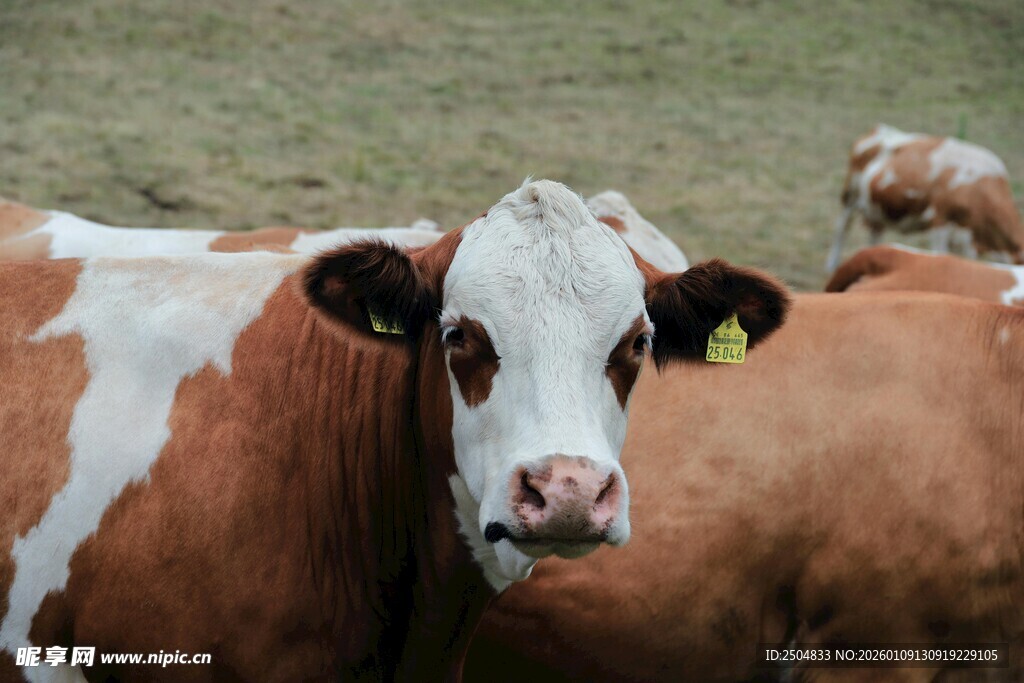 奶牛特写