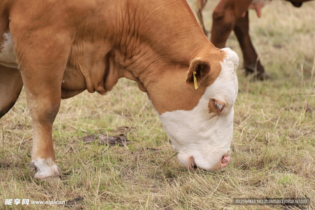 低头吃草的棕白花色牛