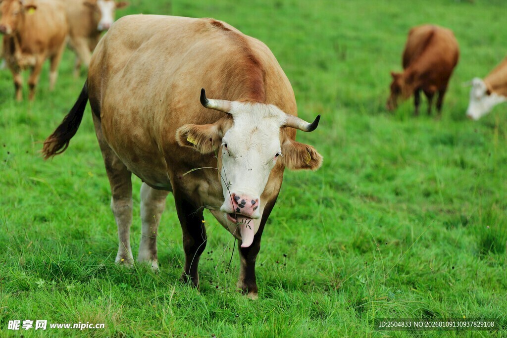 草原上的牛群