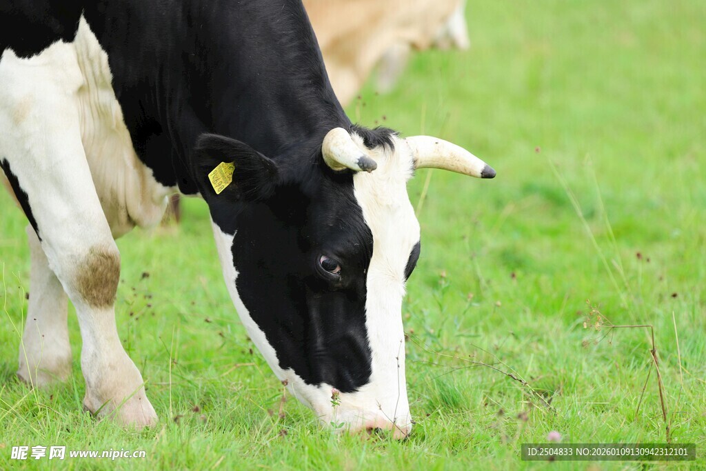 黑白奶牛草地悠闲吃草