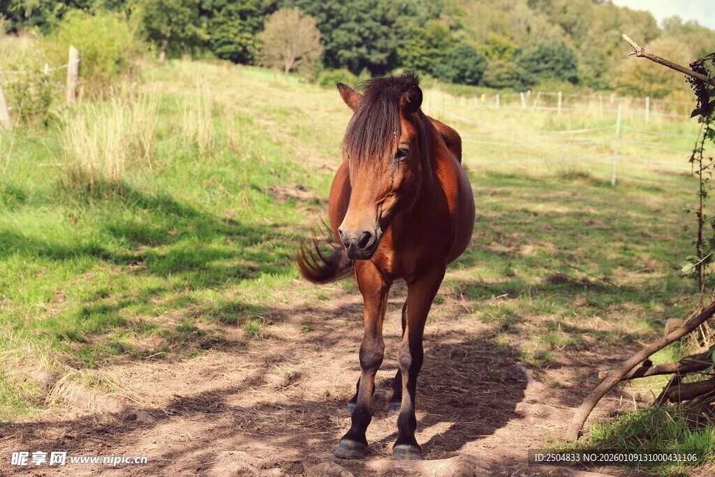 田野中站立的棕色骏马