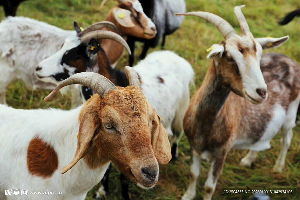 一群山羊在草地