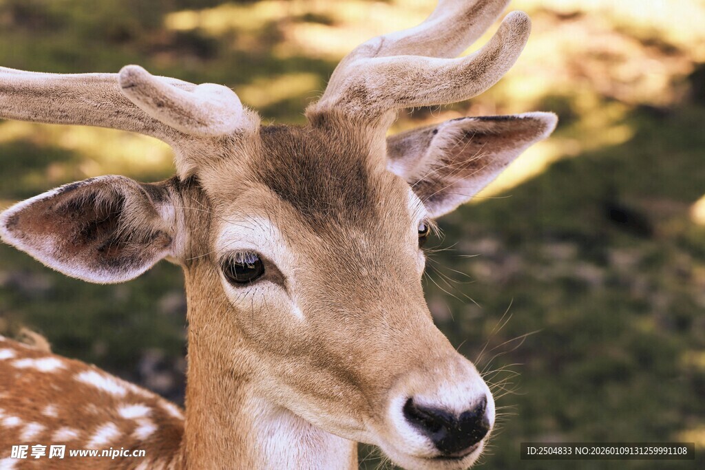 可爱梅花鹿特写