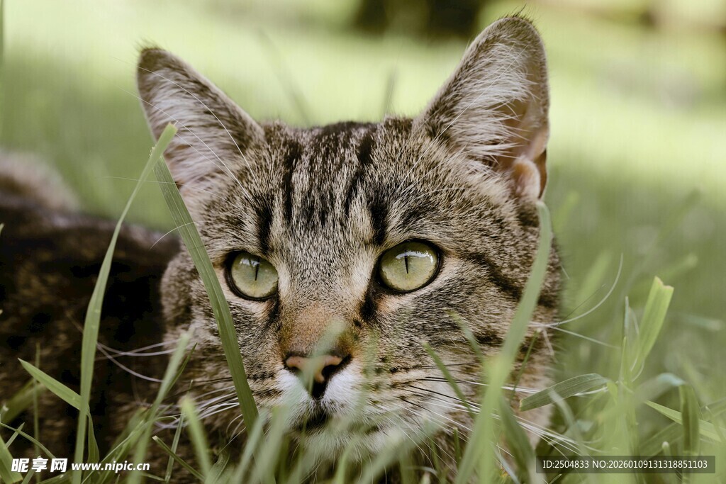 草丛中的斑纹猫咪