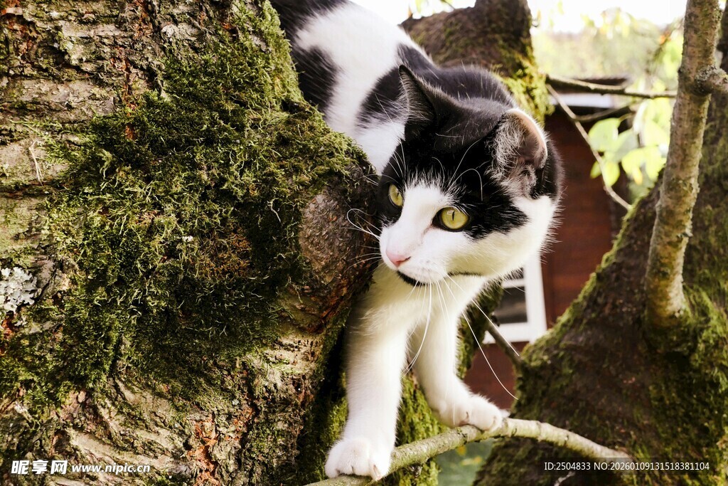 黑白猫咪攀于树干间