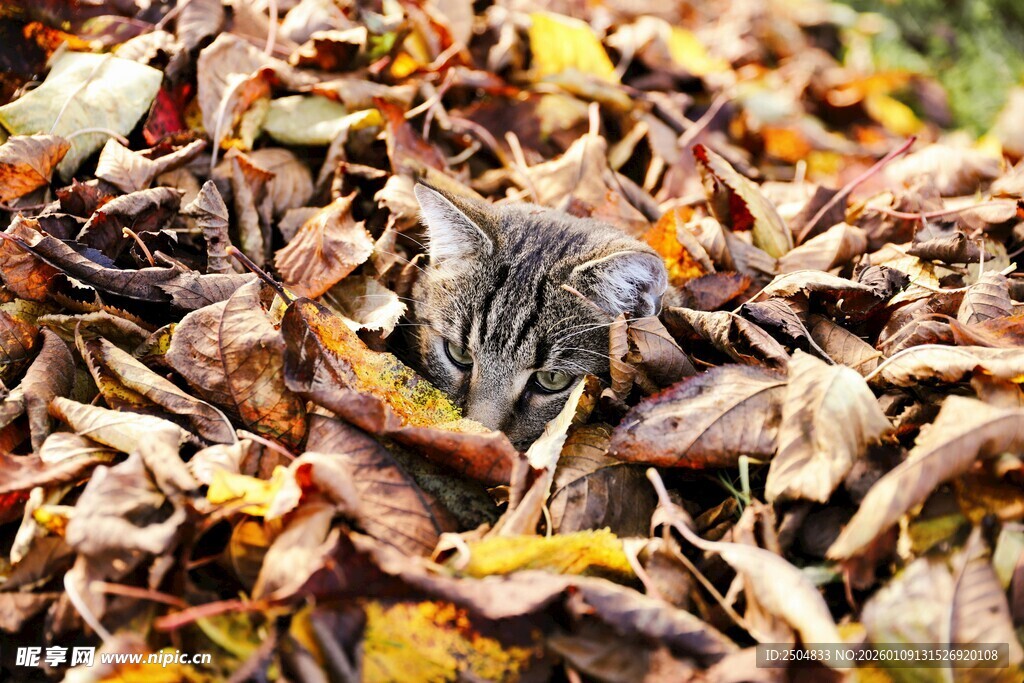 落叶中躲藏的猫咪