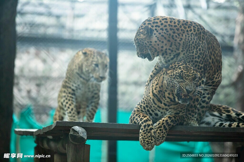 两只豹于栏杆处对视