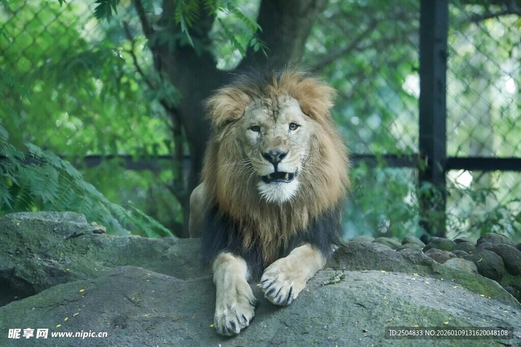 岩石上休憩的雄狮