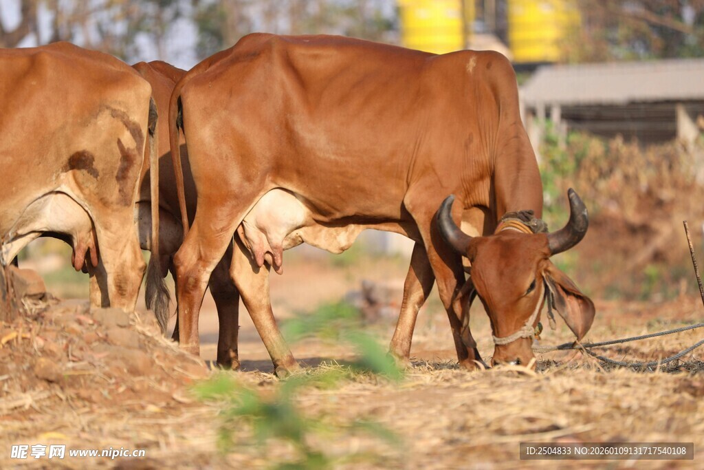 田野中低头吃草的黄牛