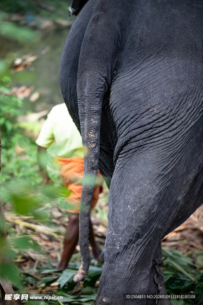 大象尾部特写
