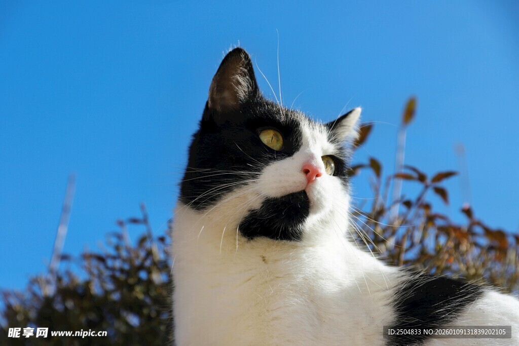 黑白猫咪仰望蓝天