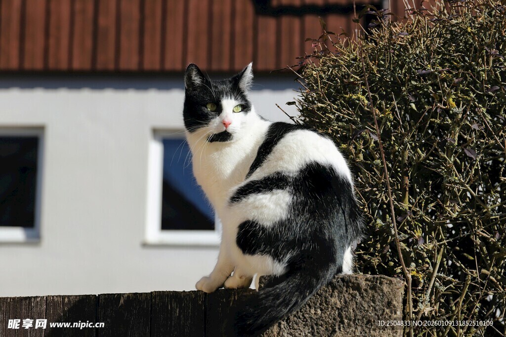 黑白猫坐墙头
