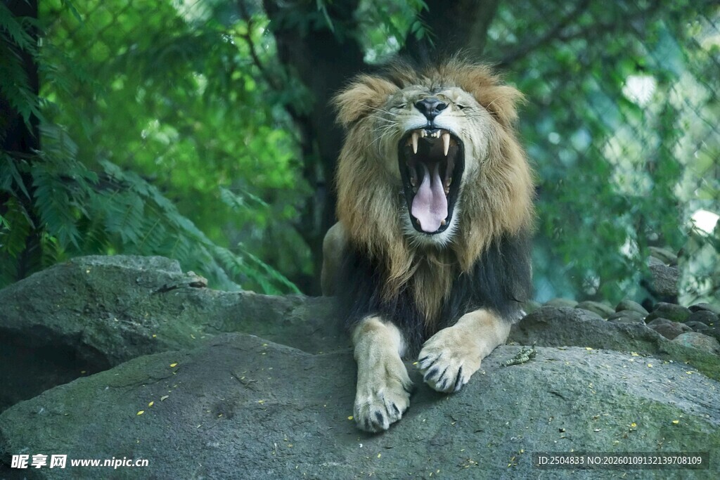岩石上咆哮的雄狮