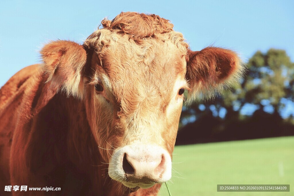棕色奶牛特写