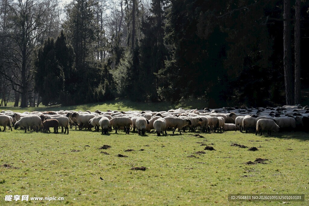 草原上的羊群