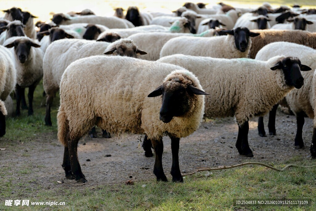 草原上的羊群