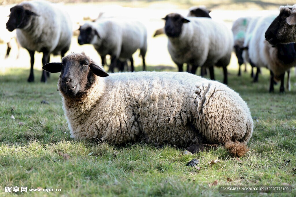 草地上休憩的一群绵羊