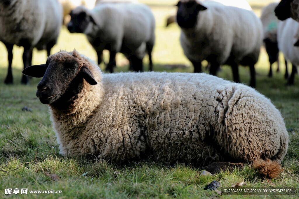 草地上休憩的一只绵羊