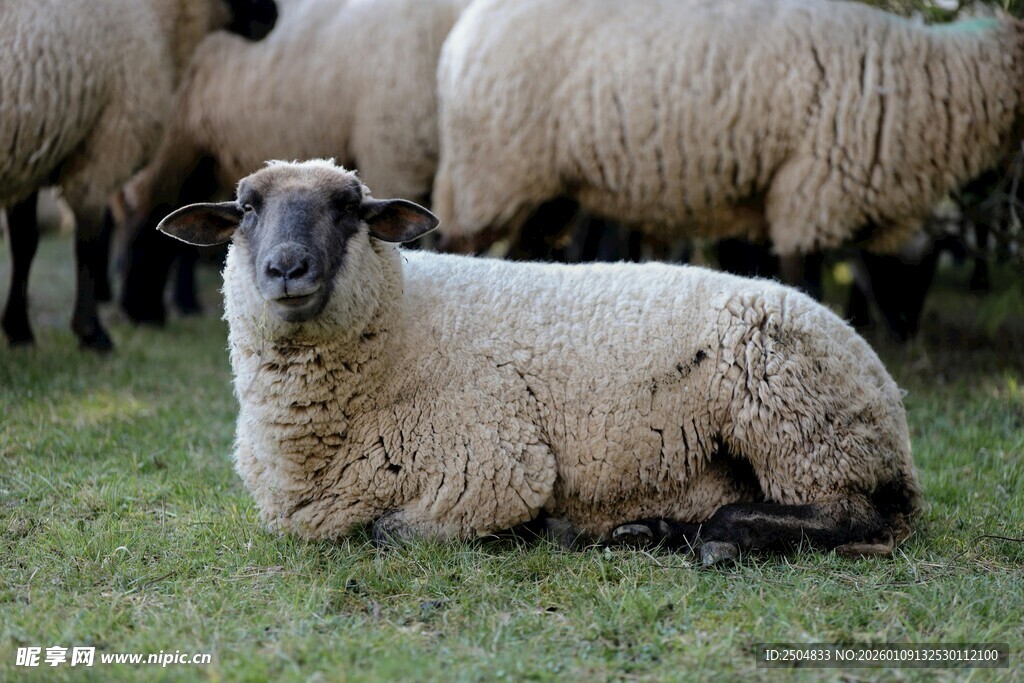 草地上休憩的一只绵羊