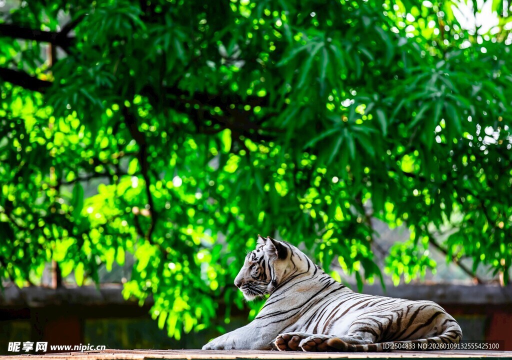 绿荫下休憩的斑斓老虎