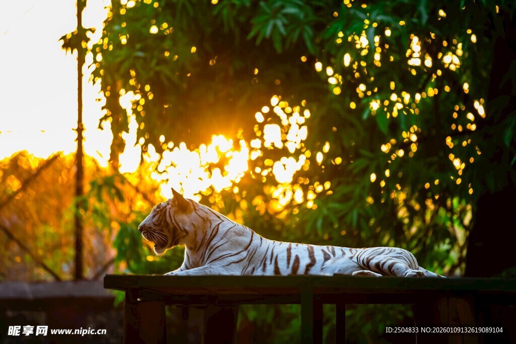 夕阳下休憩的白虎