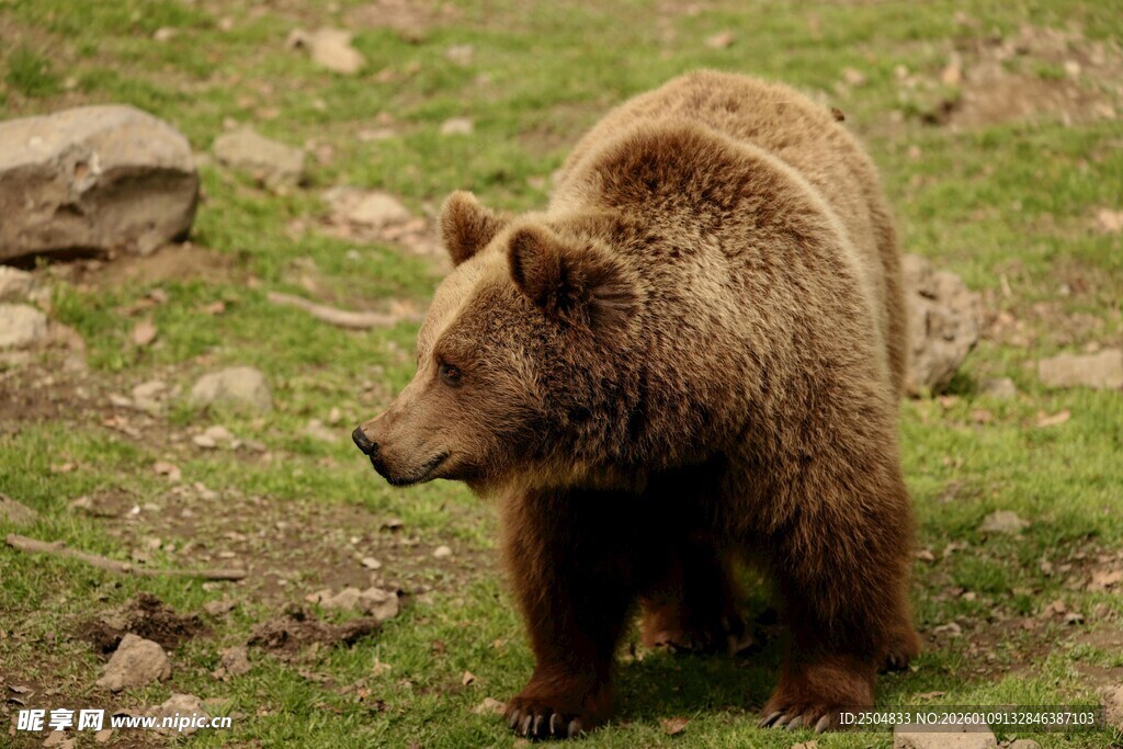 草地上的棕色大熊