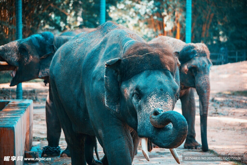 动物园里的大象群